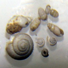 Puple Mollusc shells at dolni - Photograph Paul Hitchcock