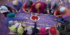 Hand picking the threads from each flower in Gonabad, Iran