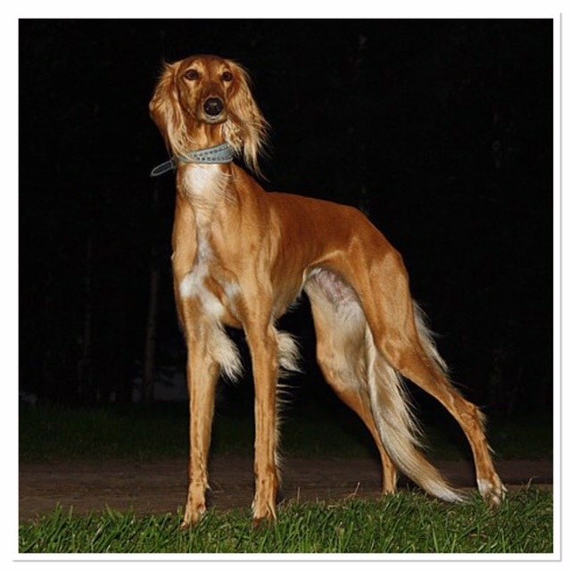 The Saluki - Persian Greyhound